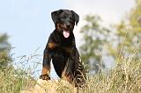 BEAUCERON - PUPPIES 117